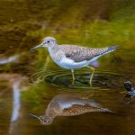 solitary sandpiper wading in shallow water