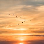 birds flying in a "V" formation across the sunset