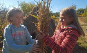 Girls work with reed canary grass to cover the wigwams