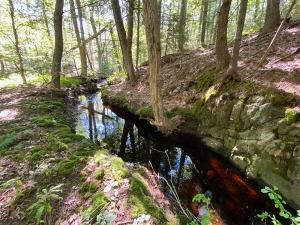 Wooded stream flowing through Keyes Woods