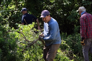 Volunteers removing invasives at Keyes Woods