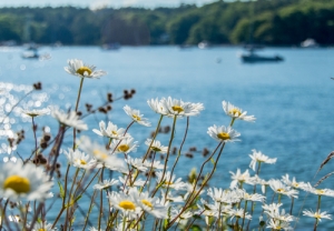 daisies on the shore