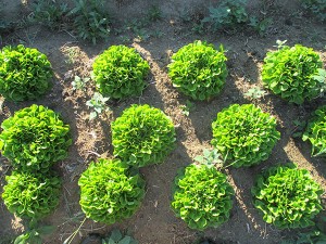 a geometric pattern of lettuces  